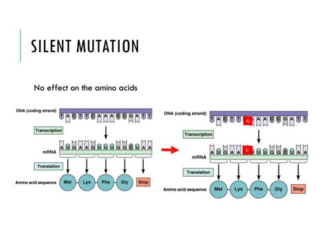 Transcription and Translation Mader Biology Chapter ppt download