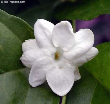 filipino flowers - Bing Images | Jasmine plant, Jasmine flower, Plants