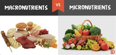 Micronutrients: The Unseen Foods. You may have heard the word… | by Kylie Hoff | Nutrification ...