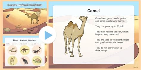 Desert Animals | Teaching Wiki - Twinkl