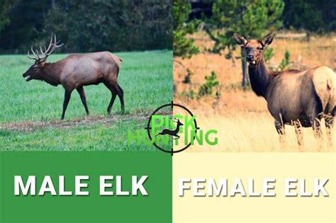 Do Female Elk Have Antlers? [Secret Infos Explored]