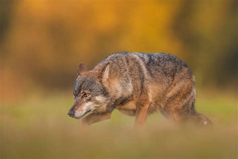 Home - Poland WildLife - Kutno