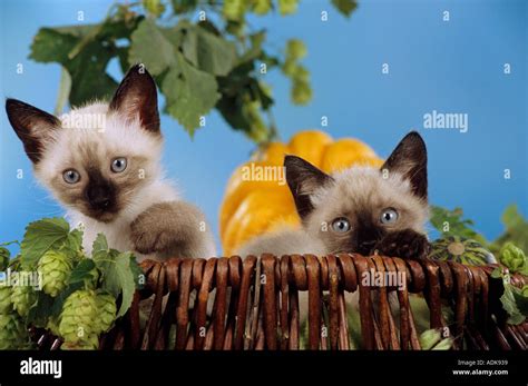 Siamese cat - two kittens in basket Stock Photo - Alamy