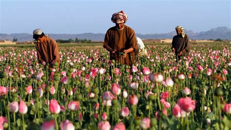 UN Reports Increase in Afghan Opium Poppy Cultivation Area