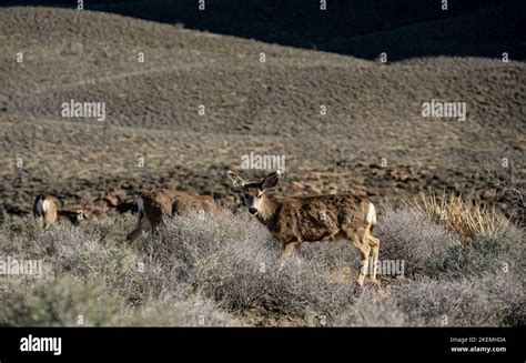 Small Herd of Deer Graze Along Plateau Point In Grand Canyon near Indian Garden Stock Photo - Alamy