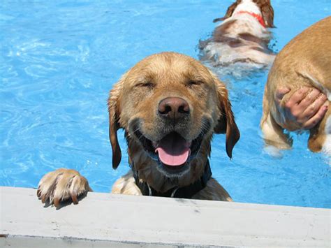 This Is What A ‘Pool Pawty’ At A Dog Daycare Center Looks Like | Bored Panda