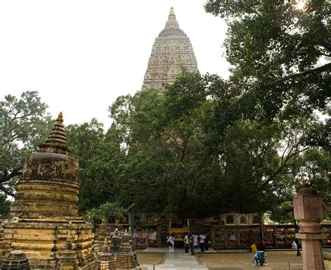 The Bodhi Tree in Bodh Gaya : r/Buddhism