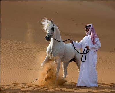 * خليجية *: ARABIAN HORSES