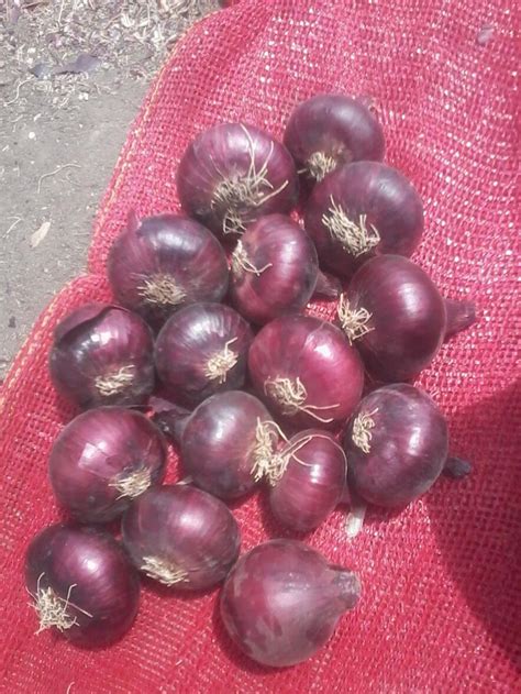 Red Onion - Mosader.com