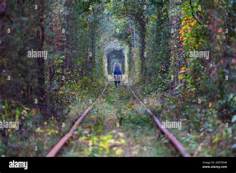 Trees tunnel in early autumn season Stock Photo - Alamy