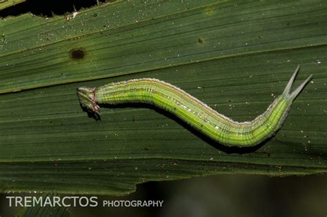 Owl Butterfly Caterpillar - TREMARCTOS