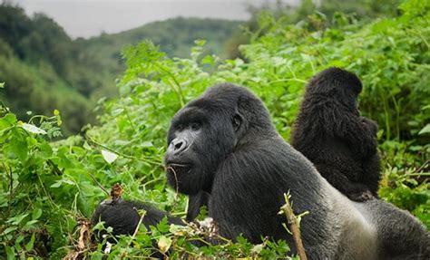 Gorilla trekking in Bwindi impenetrable national park | Uganda Safaris