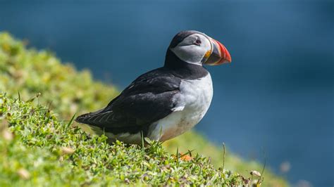 Everything You Need to Know About Puffins in Iceland | All About Iceland