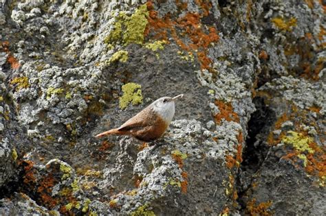 Canyon Wren: Field Guide, Pictures, Habitat & Info - Optics Mag