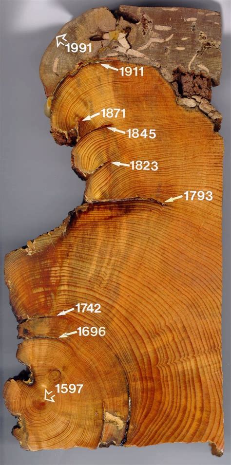 Dendrochronology | Beautiful tree, Nature tree, Unique trees