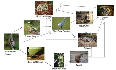 Organisms of the Rainforest - The Amazon Rainforest