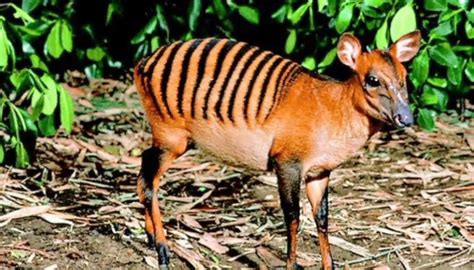 The Zebra Duiker | Critter Science