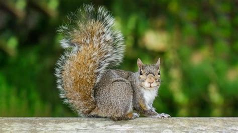 From cute to catastrophic: You shared your best personal squirrel stories | CBC Life