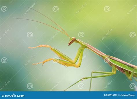 Tenodera sinensis stock photo. Image of tenodera, sinensis - 280510302