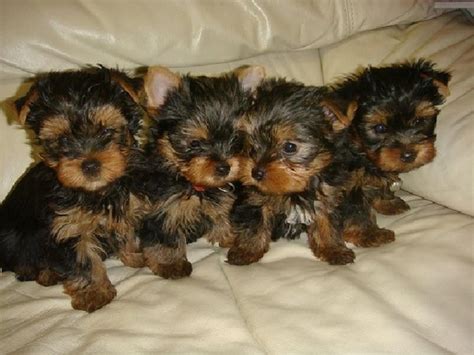 Yorkshire Terrier Puppies For Sale | Atlanta, GA #263610