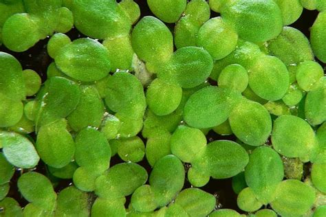 Duckweed Care Guide – Planting, Growing, and Propagation - Shrimp and Snail Breeder