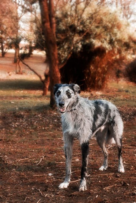 11 best Borzoi (Mix) images on Pinterest | Dog breeds, Species of dogs ...