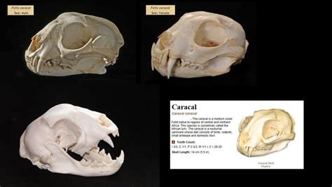 caracal skulls | Caracal, Lion sculpture, Skull