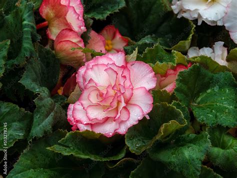 Elatior begonias pimk flowers. Flowering plant of begonia hybrid elatior, Begoniaceae. Stock ...