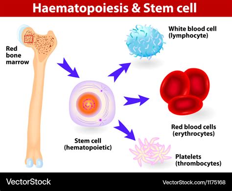 Bone Marrow Recovery By Hematopoietic Stem Cells Activated By Fucoidan ...