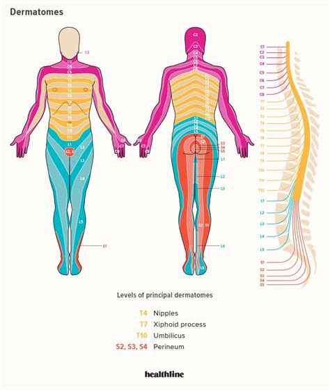 C7 Dermatome Map - Dermatomes Chart and Map