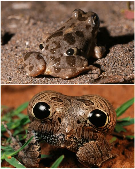 Some frog species such as the four-eyed frog (top) have evolved poisonous glands that serve as ...