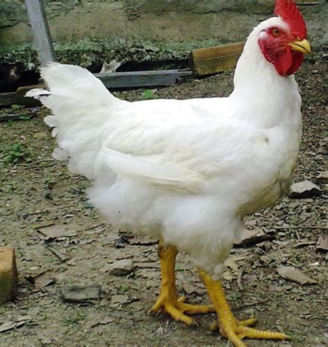 Top Five Chicken Breeds For Meat Production - Fumi Pets | 2024