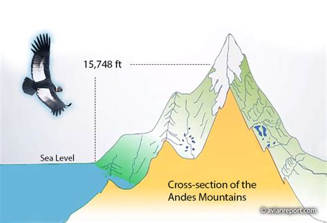 All About the Andean Condor Range and Habitat and Range - Avian Report