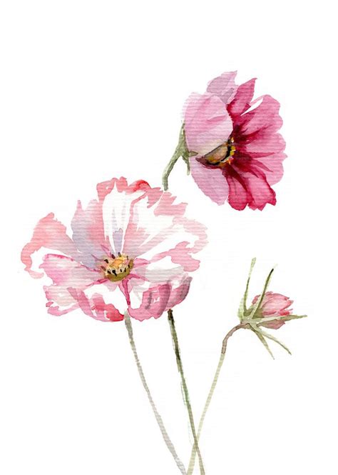 Cosmos fleur AQUARELLE peinture botanique Icclee imprimer - Etsy France | Watercolor flower art ...