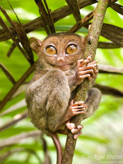 Smallest monkey only in BOhol (Tarsier) | Tarsier, Animals, Primates