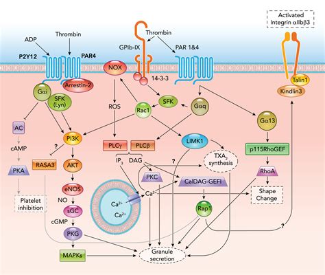 New Concepts and Mechanisms of Platelet Activation Signaling | Physiology