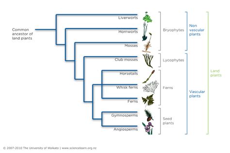 The evolution of land plants — Science Learning Hub