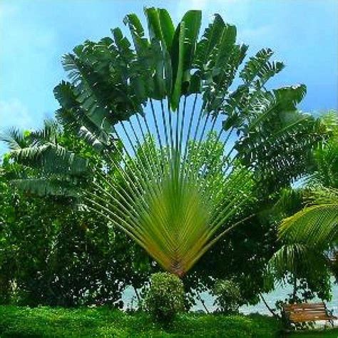 20 Seeds Perennial Plant Palm Tropical Cycas Seed Garden Rare Tree Seeds - Houseplants