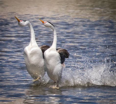 Dancing Western Grebes