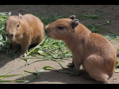 Newborn Capybaras in Japan - YouTube