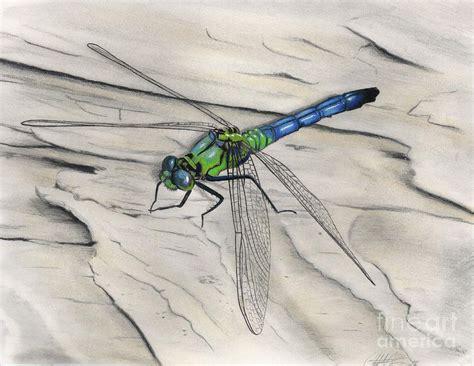 Blue-Green Dragonfly Drawing by Christian Conner - Fine Art America