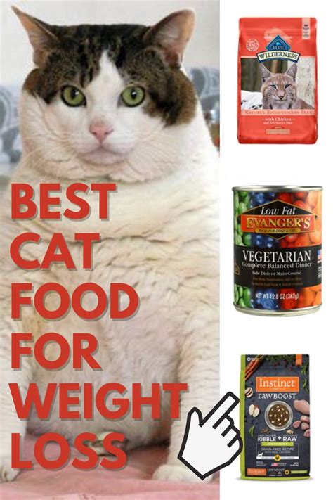 low carb dry cat food for diabetic cats - Nidia Easton