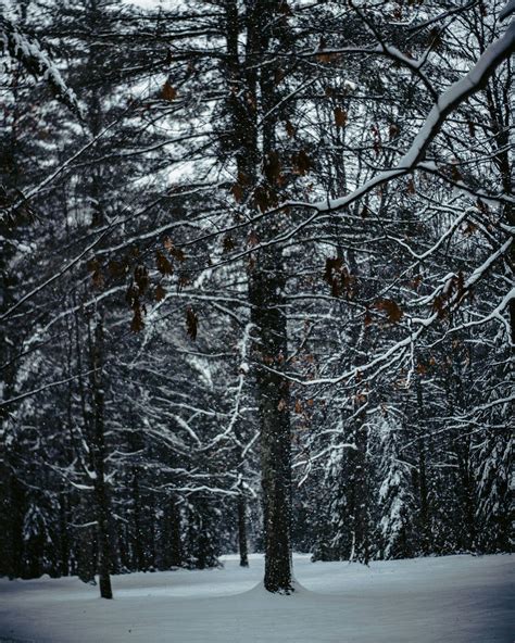 Snow Covered Trees · Free Stock Photo