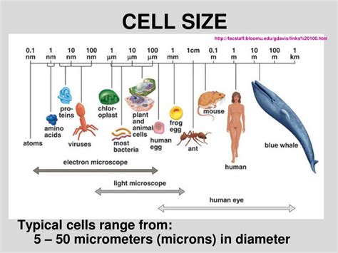 Cell the unit of life class 11 neet (Part-1 by UK sir) - Bio Course by UK Sir