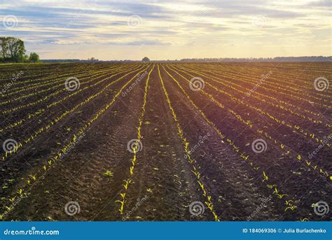 Corn field at the sunset stock photo. Image of natural - 184069306