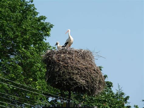 Stork nest by jagoda6 on DeviantArt