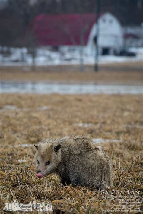 Possum outdoors in warm weather - My Final Photo