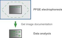 Pulsed-field gel electrophoresis (PFGE) typing | BIONUMERICS