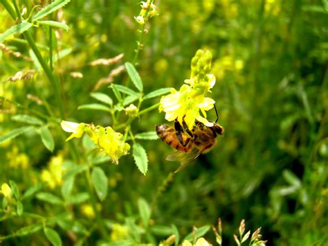 Sweetclover - Yellow Blossom - King's AgriSeeds