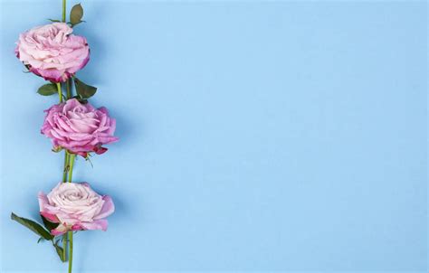 Wallpaper flowers, roses, pink, pink, flowers, beautiful, blue ...